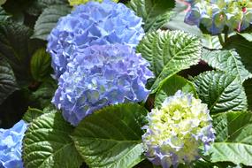 Flower Hydrangea Blue Plants