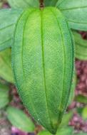 Leaf Flora Nature