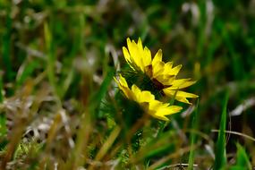 Nature Plant Flower Yellow