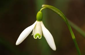 Snowdrop Spring Flower