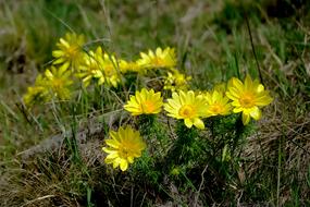 Nature Flower Yellow Adonis Spring