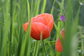 Nature Flower Plant