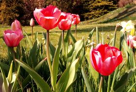 Tulip Flower Nature