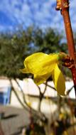 Nature Plant Flower