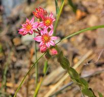 Nature Flower Plant