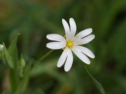 Flower Wild At The Wayside