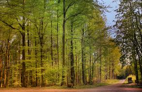 Wood Nature Landscape
