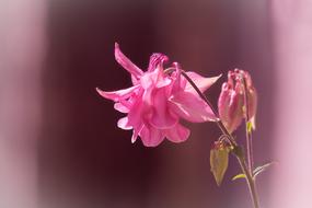 Columbine Flower Blossom