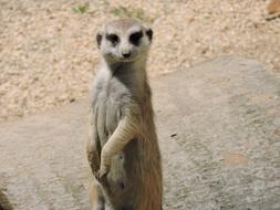 funny gopher on safari
