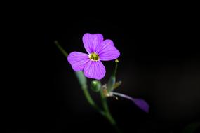 Flower Pink Blossom