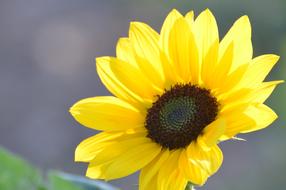 Flower Sunflower Plant