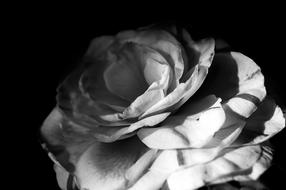 Flower Gardenia Nature