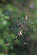 Spider Web Nature