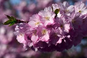 Cherry Blossoms Ornamental