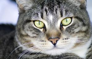 fluffy face of a cute cat