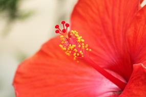 Flower Red Yellow
