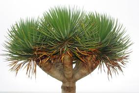 Drago Nature Isolated Form