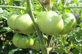 unripe garden tomatoes