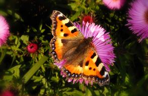 Nature Flower Insect
