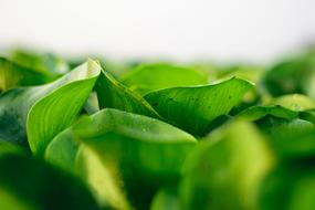 green herbal tea