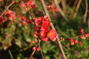 Nature Tree Branch
