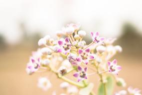 Calotropis Gigantea Beauty In