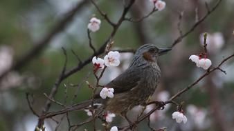 Nature Wood Outdoors