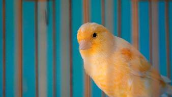 Yellow Bird Cage Blue
