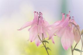 Columbine Flower Pink