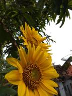 Flora Nature Flower