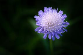 Deaf-Skabiose Pigeon Scabious
