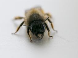 Bee Macro Close-Up Photography