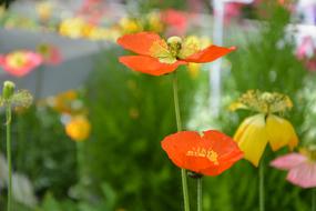 Flowers Flowering macro blur