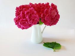 Hydrangea Flower Blossom