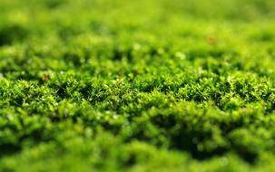 Moss Green Dashing The