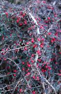 Berry Branch Garden