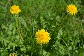 three green flowers