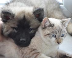 Dog Cat Puppy Kitten Complicity