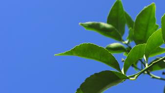 Nature Lemon Tree Leaves