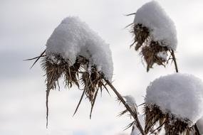Thistle Dried Snow