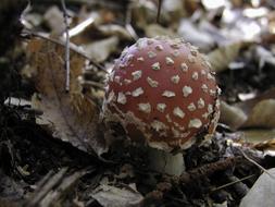 Mushroom Nature Toadstool