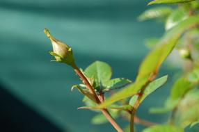 Flower Flowers Rosa