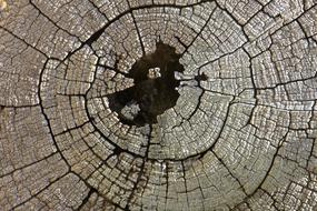 Texture Log Wood