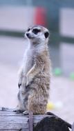 Wildlife Cute Nature