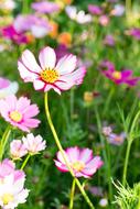 Nature Flower Plant