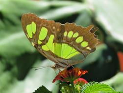 Nature Butterfly Insect