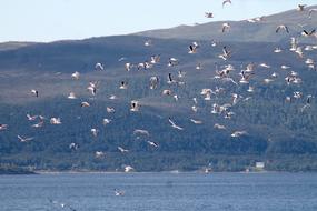 Nature A Flock Of Birds