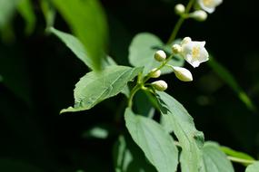 Blossom Bloom White