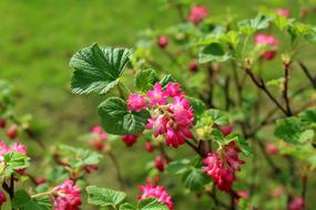 ornamental plant