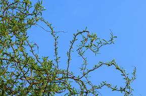 The Willow Of Babylon Leaf Plant